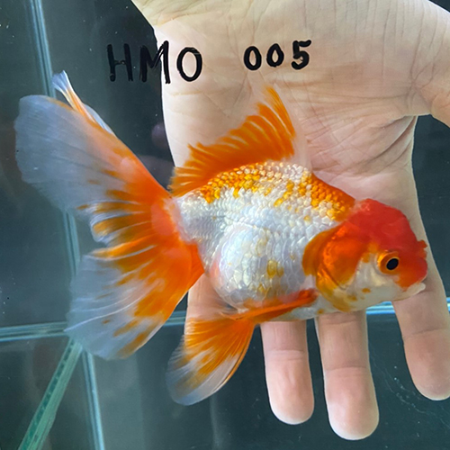 タイ産輸入金魚 ハーフムーンオランダ Hmo005金魚オランダ獅子頭 タイ産輸入金魚 ハーフムーンオランダ Hmo005金魚オランダ獅子頭